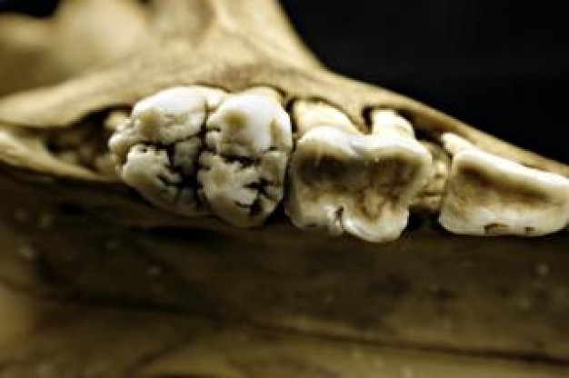 Sheep Human skull teeths about Tooth Claw