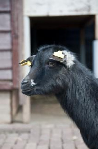 Sheep im Goat a goat animal about Livestock Biology