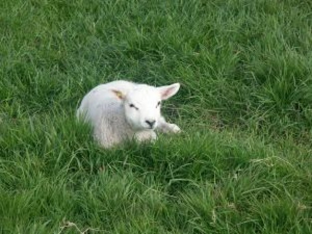 Sheep lamb Agriculture about New Zealand Rural area Department for Environment  Food