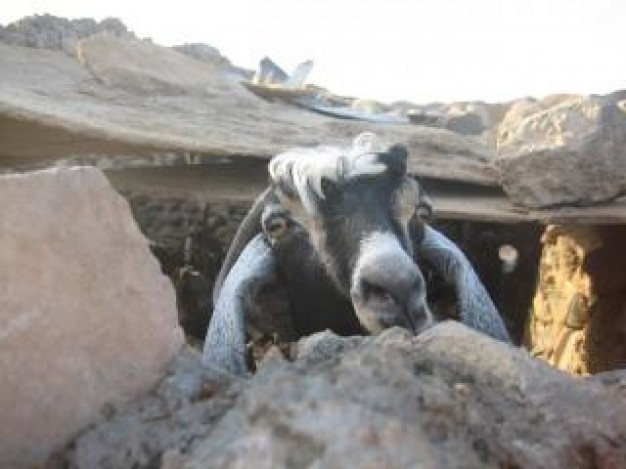 Sheep ohthese Goat tourists again about Livestock Agriculture and Forestry