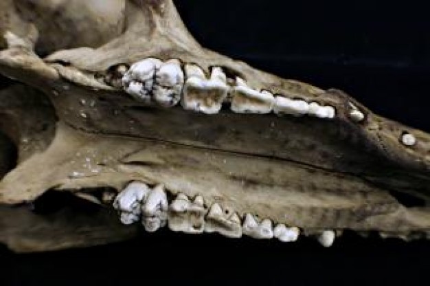 Sheep or animal skull about Skull and Bones close-up photo