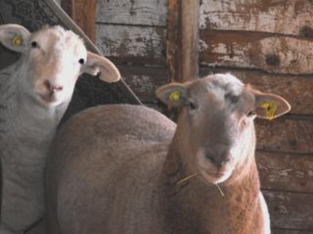 Sheep Santa Catalina Mountains wildlife about Livestock Agriculture and Forestry