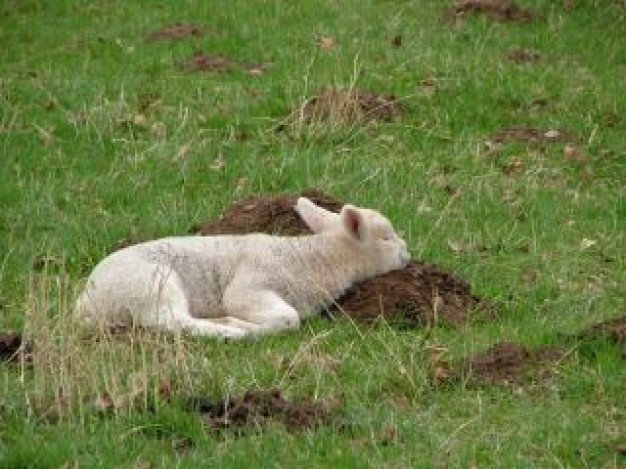 sheep sleeping on grass that i need a rest