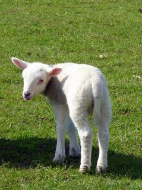 Sheep small Wool lamb about Shepherd grassland