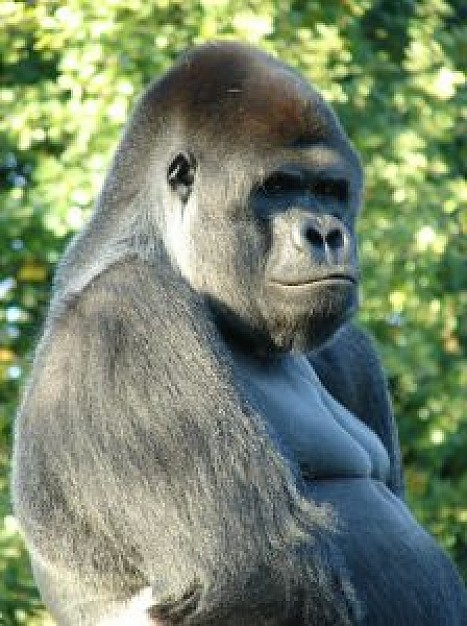 silence cool gorilla like stone with tree background