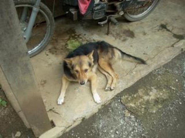 sitting dog animal lying at motor side in top view