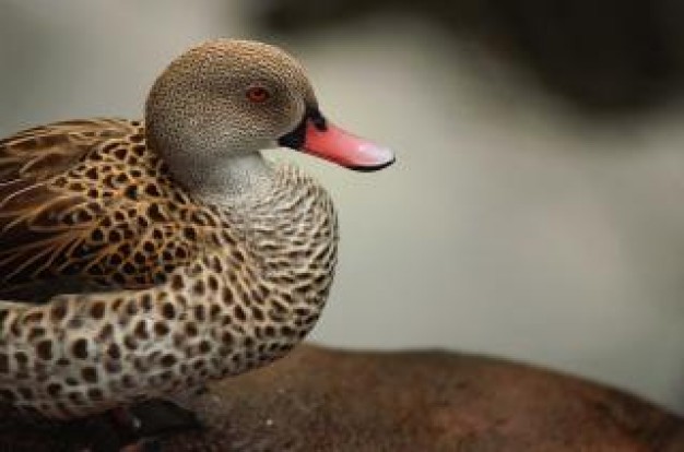 sitting Duck with brown spots feathers about animal close-up