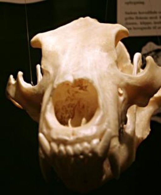Skull and Bones animal Bush skull bones about skull art