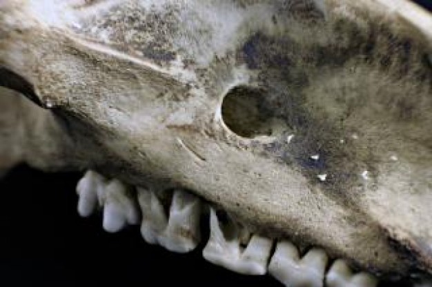 Skull and Bones sheep Human skull dead cranium about death art