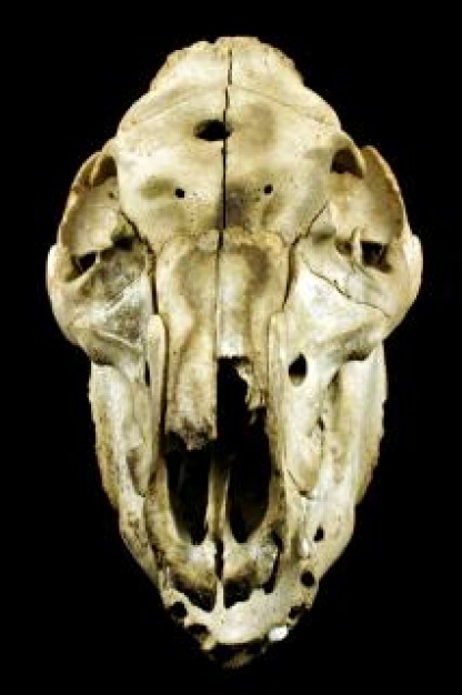 Skull and Bones Sheep skull horror about death art