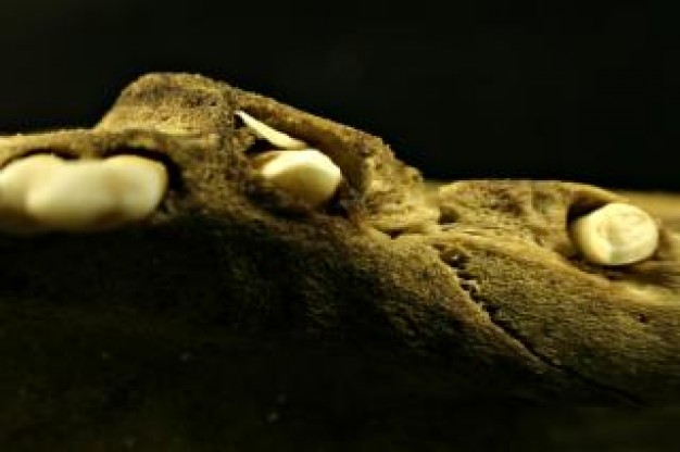 Skull and Bones sheep Yale close-up bones about black background