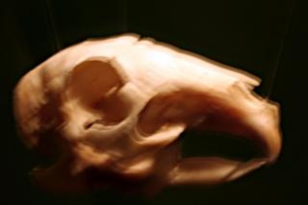 Skull Bones animal Organizations skull blurry about Skull art