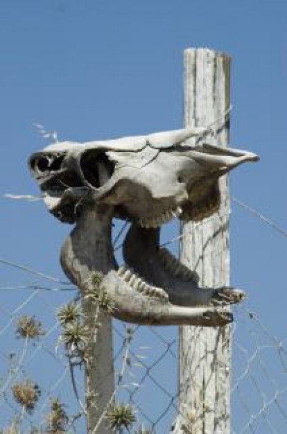 skull head put on net and wood