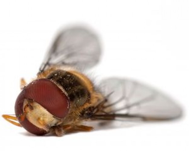 slain syrphid fly closeup facial