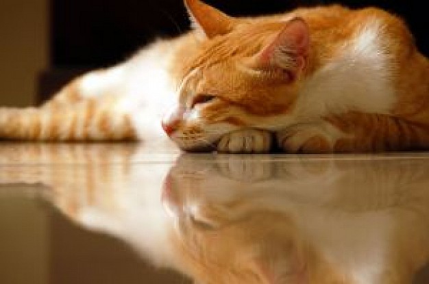 sleeping beauty cat lying at house floor
