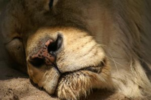 sleeping beauty lion face close-up feature