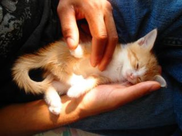 Sleeping cat baby in people hand with moonlight