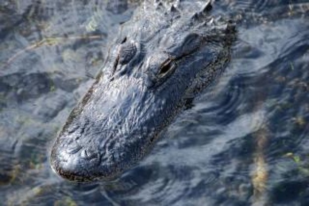 sleeping crocodile camouflage in water