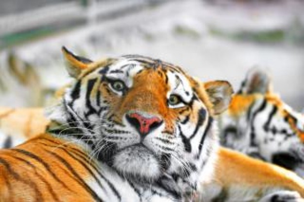 sleepy Panthera Tiger eyes about Siberian tiger Biology