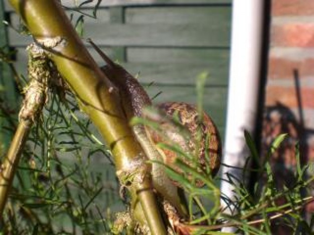 slime animal snail climbing up bamboo
