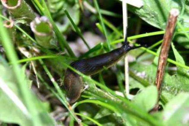 Slug Andalucia slime about Spanish slug Garden