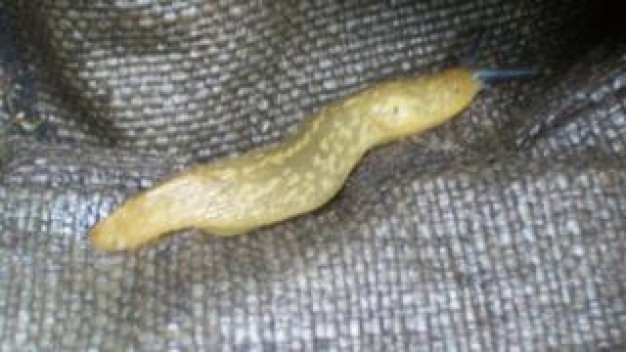 Slug slug Biology blue radar about Flora and Fauna in flax