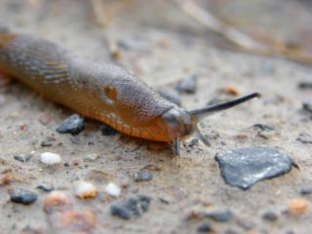 Slug spanish Gastropoda slug about Snail biological photo
