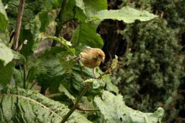 small bird standing on a branch with green leaves