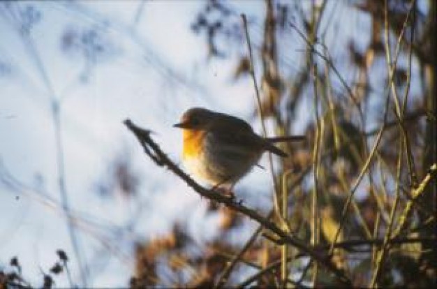 small bird stopping at autumn tree