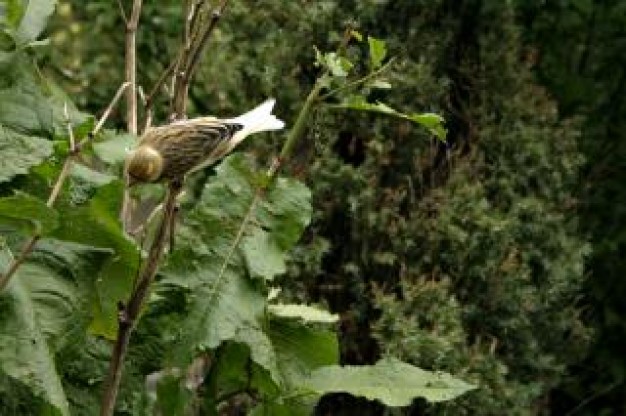 small bird stopping at tree over green nature background