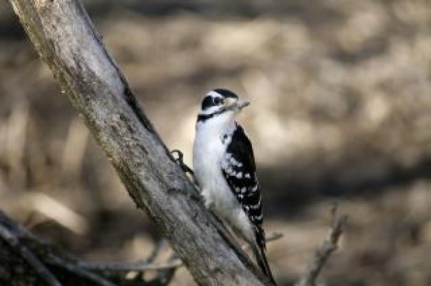 small bird stopping on stick with desolate background