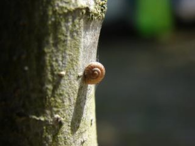 snail climbing up on tree under sunshine