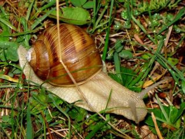 Snail crawling over Watson grass about insect life