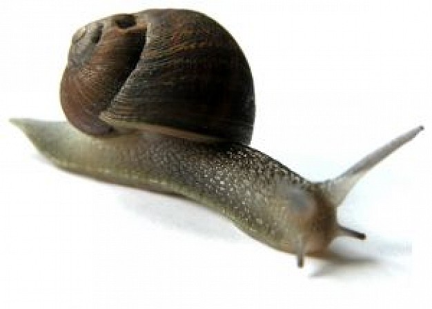 snail crawling over white surface