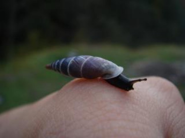 Snail Gastropoda slime about Biology Flora and Fauna