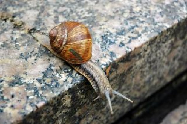 Snail Mollusca icky crawling over rock about Gastropoda Shell