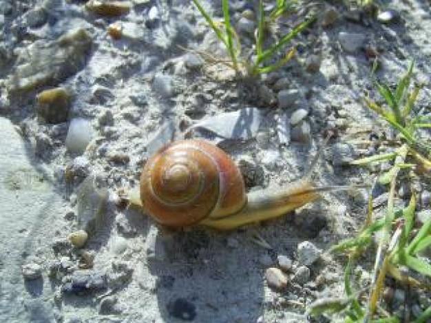 Snail norwegian Watson snail crawling over beach
