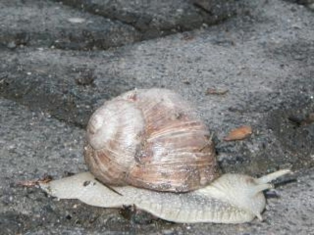 Snail Shell crawl on stone about Semilimax Animals