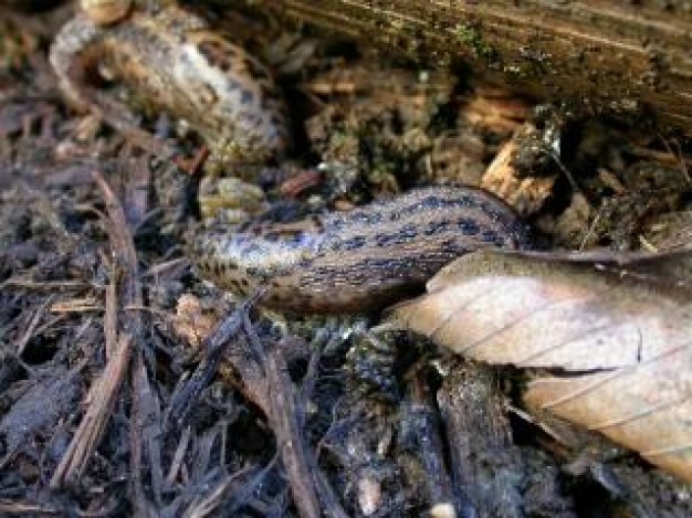 Snail slug animal about wild field animal life