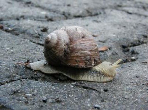 Snail Watson lazy about field stone road