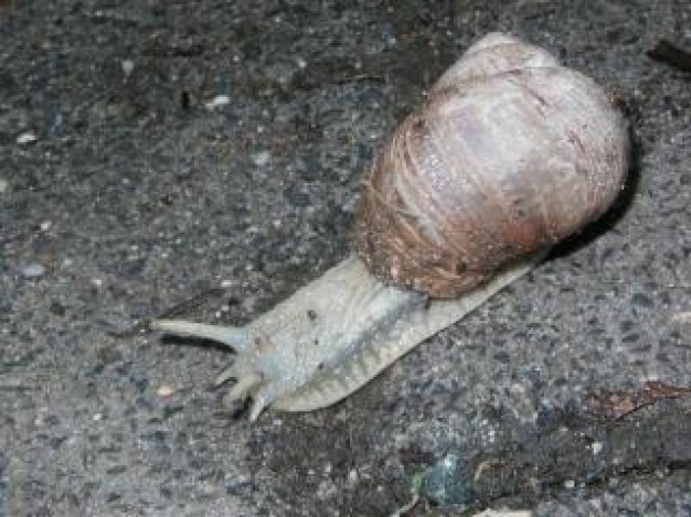 Snail Watson lazy slug about insect life photo