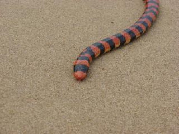 Snake Alaska threat on sand about Peninsula Clarion Colubridae