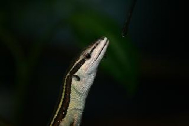 Snake lizard snake close-up about Pets Reptiles and Amphibians