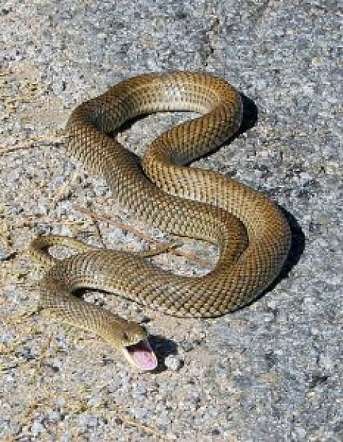 snake opening mouth crawling at cement road