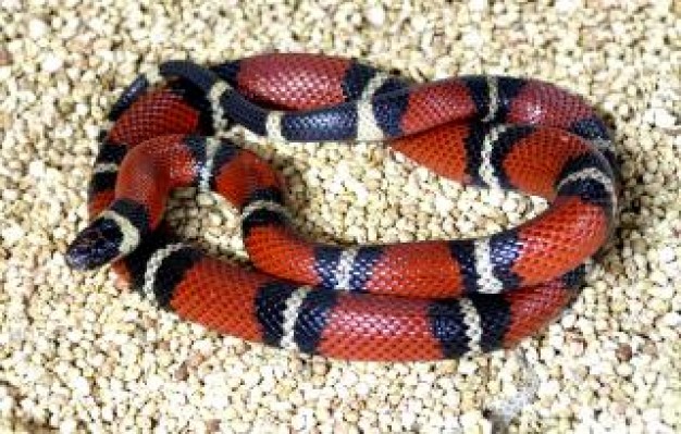 Snake Pet poisoned about terrible animal and sand