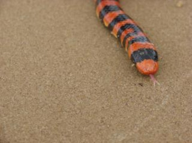 Snake Spain poison about Reptile Boidae on sand