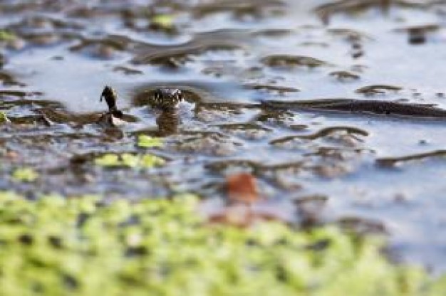 Snake Venomous snake in water about Wind Mobile Gardens