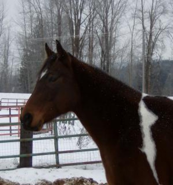 snow beautiful Sports horse about Year of the Horse Equestrian