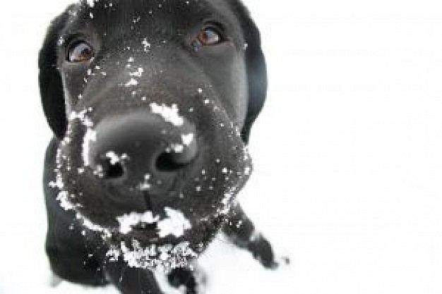 snowy doggy close-up facial with snow