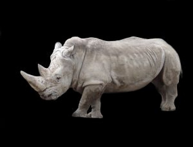 South Africa rhino Africa about Rhinoceros Hunting White rhinoceros